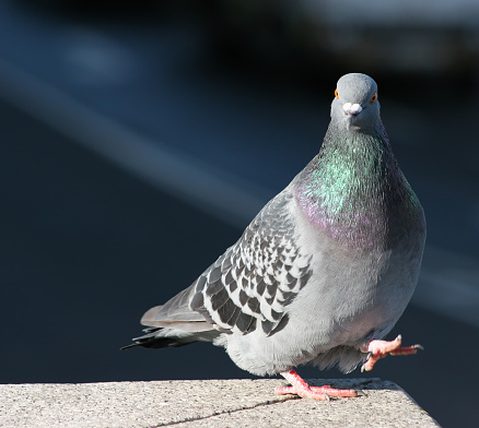 Pigeon Close-Up