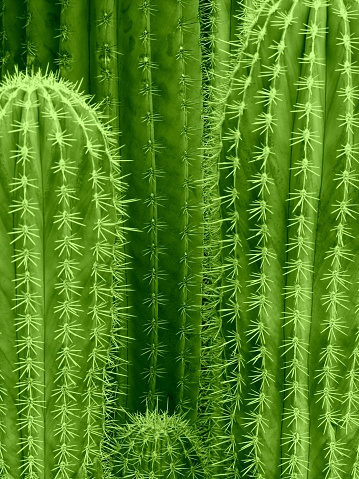 Cactus De Fondo Foto de stock y más banco de imágenes de Cactus - Cactus, Encuadre completo, Fondos - iStock Cactus De Fondo Foto de stock y más banco de imágenes de Cactus - Cactus, Encuadre completo, Fondos - iStock
