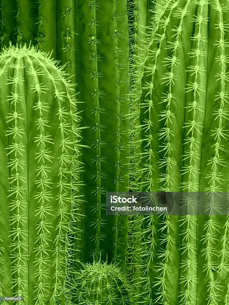 Sfondo di Cactus - Foto stock royalty-free di Cactus