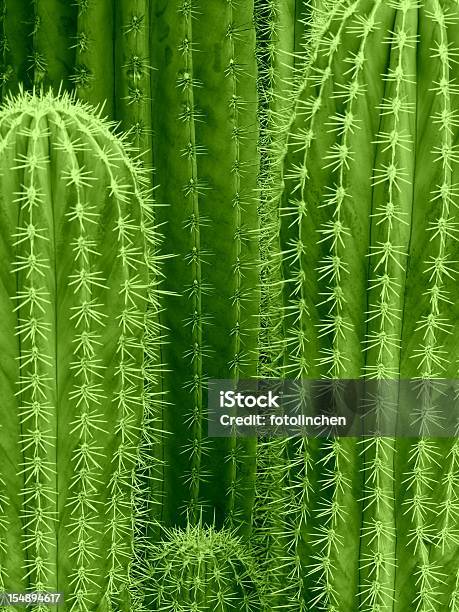 Sfondo Di Cactus - Fotografie stock e altre immagini di Cactus - Cactus, Sfondi, Full frame