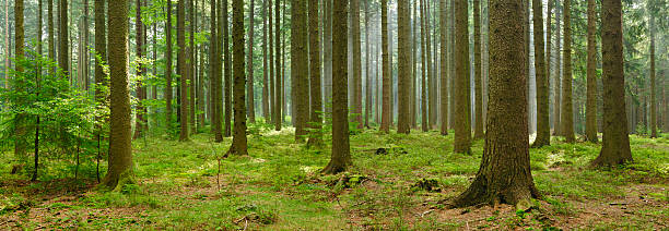 Panoramic Spruce Tree Forest with Sunbeams and Some Fog stock photo