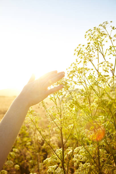 istock Woman's hand touching plant in nature 154894646