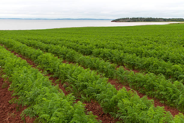 Rows of freshly cultivated carrots on a Prince Edward Island farm reveal the dark red soil the area is known for. Northumberland Strait on horizon.