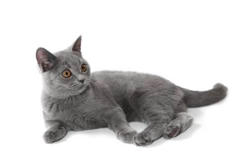 Grey British Shorthair cat eating dry food from white patterned ceramic bowl on tiled floor.