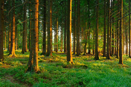 Sunlit Spruce Forest