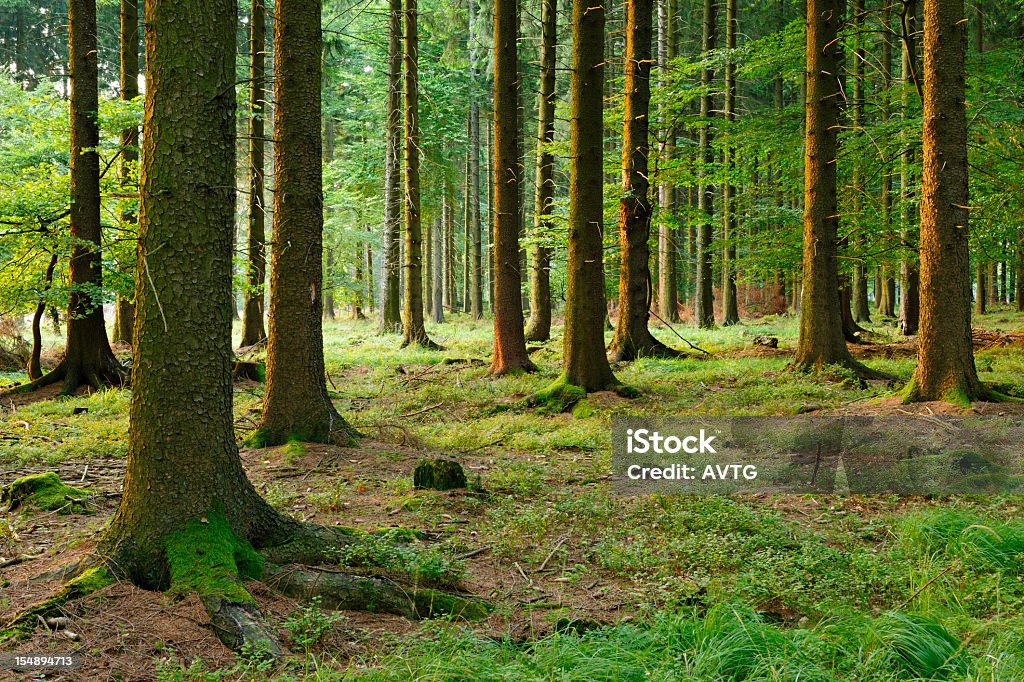 Świerk Forest - Zbiór zdjęć royalty-free (Drzewo)
