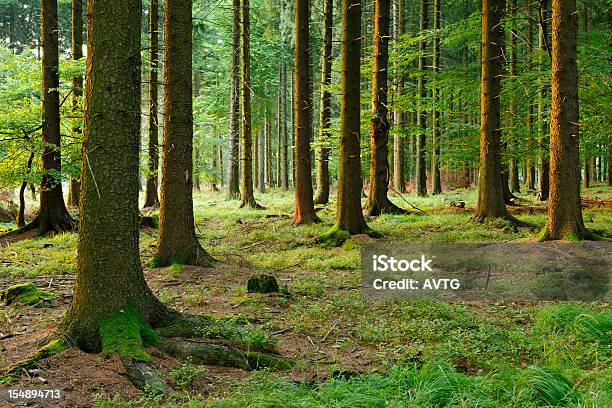 Świerk Forest - zdjęcia stockowe i więcej obrazów Drzewo - Drzewo, Las, Bez ludzi