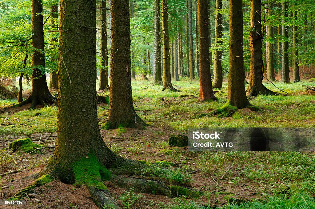 Spruce Tree Forest Boreal Forest Stock Photo