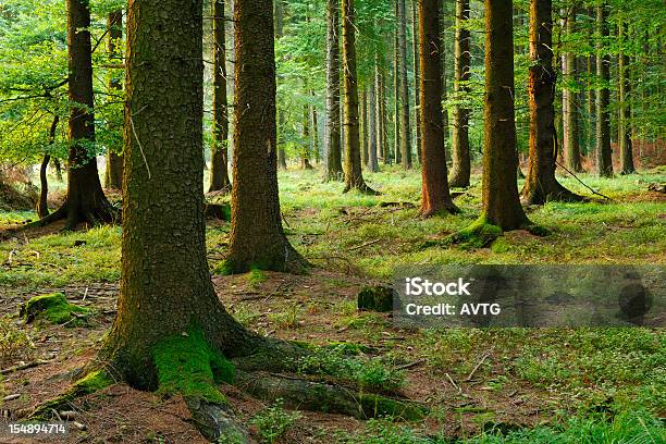 Spruce Tree Forest Stock Photo - Download Image Now - Boreal Forest, Color Image, Coniferous Tree