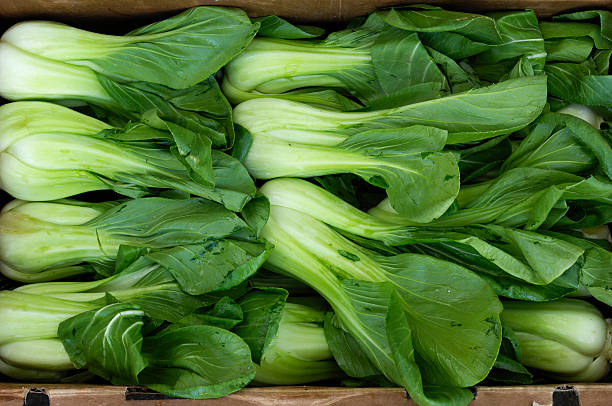 viele grüne bio-bok choy leg dich in reihen. - chinesischer senfkohl stock-fotos und bilder