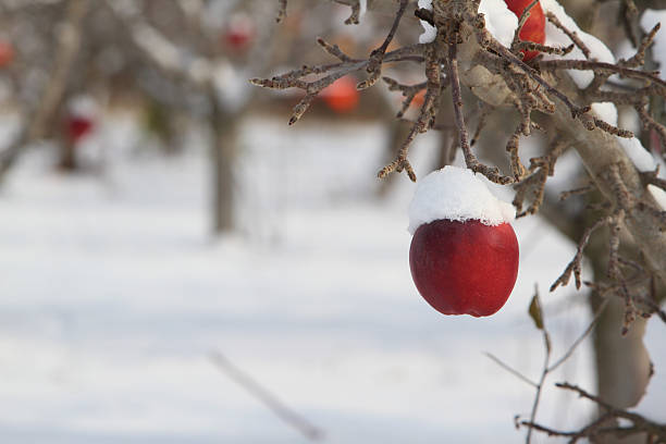 雪で覆われたリンゴ - apple gala apple fuji apple fruit ストックフォトと画像