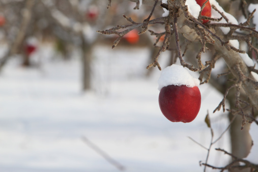 one red apple with a pillow of snow on it