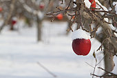 Snow covered on an apple on a tree