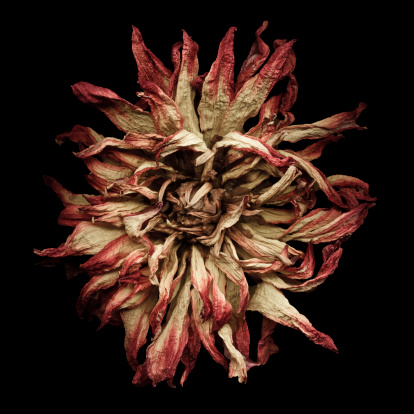 A red and yellow dried dhalia isolated on a black background.