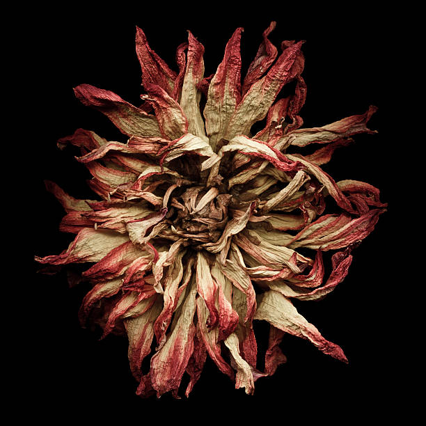 Dried dahlia A red and yellow dried dhalia isolated on a black background. wilted plant stock pictures, royalty-free photos & images