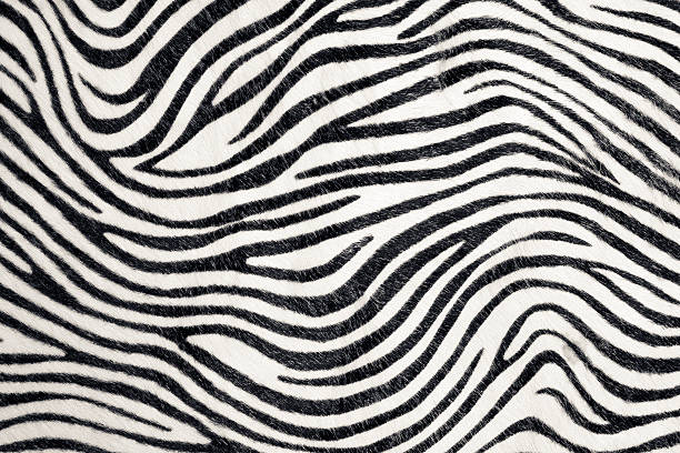 Zebra background stock photo
