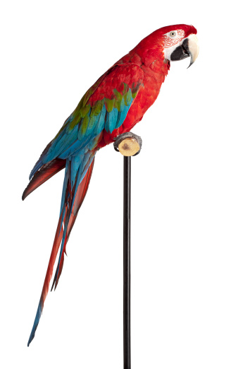 Scarlet Macaw Parrot turned profile, the black stand can be cloned out to have the bird perched on just the branch.
