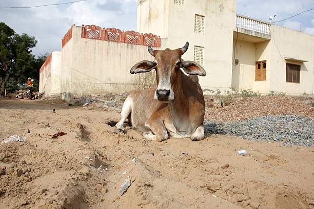 istock Sacred cow on sandy street in India 154895083