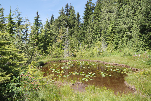 Pond on Cypress Mountain in West Vancouver, British Columbia, Canada.