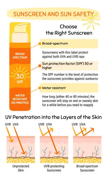 Vector illustration of How to choose and apply sunscreen infographic. UV penetration into the layers of the skin. Broad-spectrum, water resistant SPF protection, sun safety concept. Hand drawn vector illustration