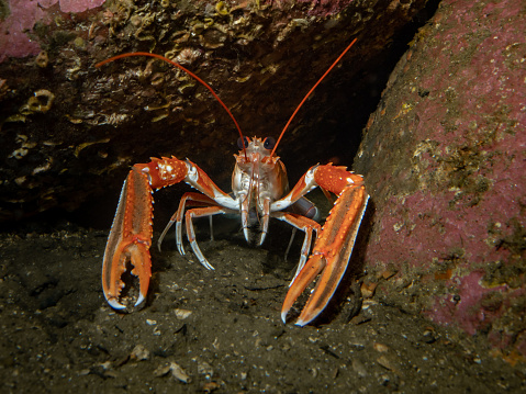 Langoustine (Norway / Norwegian Lobster) Nephrops norvegicus. Taken in Scottish sea lochs (Loch Fyne and Loch Long).