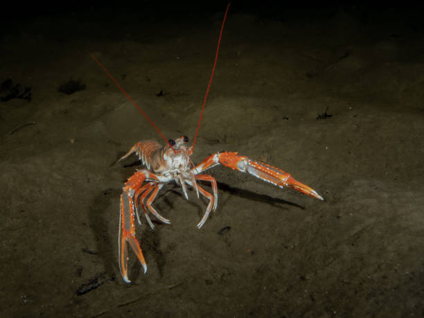 Langoustine (Norway / Norwegian Lobster) Langoustine (Norway / Norwegian Lobster) Nephrops norvegicus. Taken in Scottish sea lochs (Loch Fyne and Loch Long). loch fyne stock pictures, royalty-free photos & images