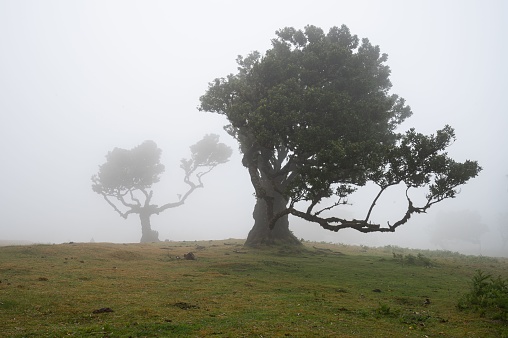 A lush forest of trees covered in mist in the Fanal forest in Madeira, creating a dreamy, mystical atmosphere