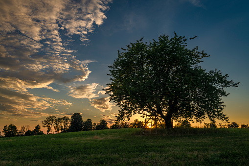 Cherry tree alone on meadow in summer evening near Roprachtice mountains village