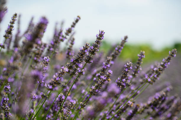istock Blooming lavender bushes with honey bees collecting nectar. 1548979688