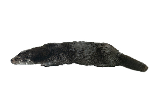 otter filmed in a zoo in their natural habitat, isolated on white background