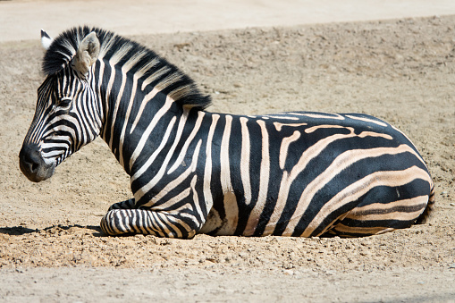 Zebra lying on the ground