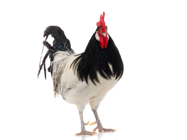 istock Lakenfelder rooster isolated on white background 1548995979