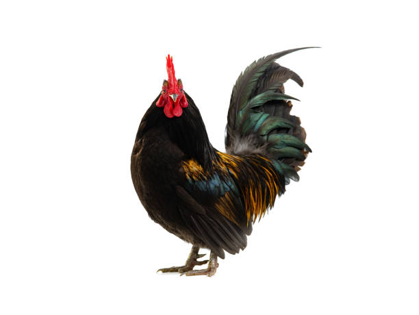 istock beautiful cockerel isolated on white background 1548996505