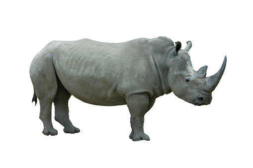 white rhino filmed in a zoo in their natural habitat, isolated on white background