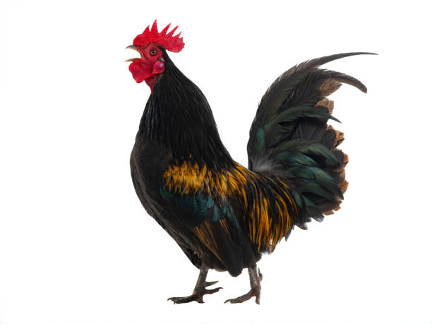 istock golden rooster isolated on white background 1548997084