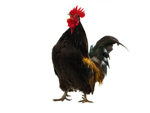 istock golden rooster isolated on white background 1548997729