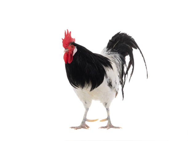 istock Lakenfelder rooster isolated on white background 1548997897