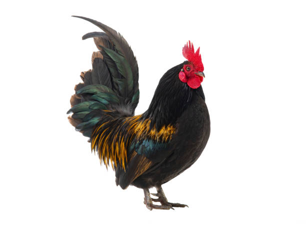 istock golden rooster isolated on white background 1548998135
