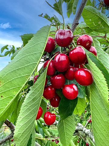 Ripe red berries of a sweet cherry on a branch in a garden in the rain, close up. Selective focus