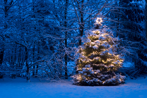 Natural christmas tree with christmas lights and lighted star on top during dawn is standing out in the snow and has snow on the branches. The scene is in a frozen blue color.