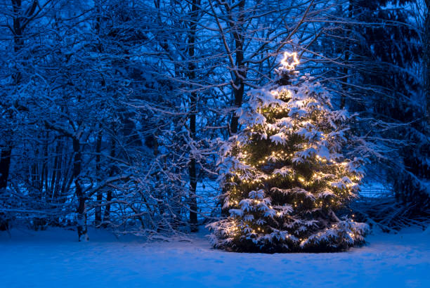 Christmas Tree with lights in the Snow Natural christmas tree with christmas lights and lighted star on top during dawn is standing out in the snow and has snow on the branches. The scene is in a frozen blue color. royal blue stock pictures, royalty-free photos & images