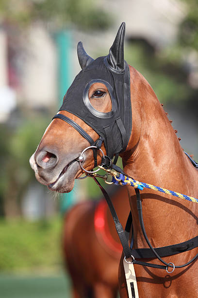 istock Horse head with Ear Plugs 154902214
