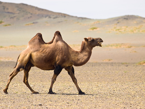 Desierto de camello photo