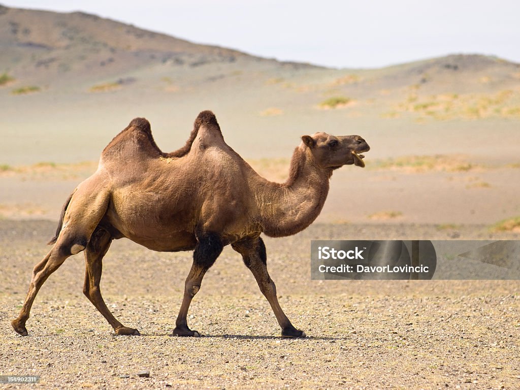 A Desert Camel With Two Jumps Waking In The Sand Stock Photo - Download  Image Now - Camel, Gobi Desert, Walking - iStock