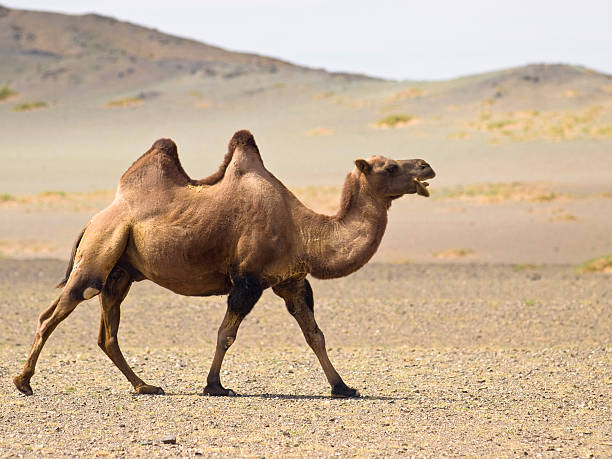 A desert camel with two jumps waking in the sand stock photo