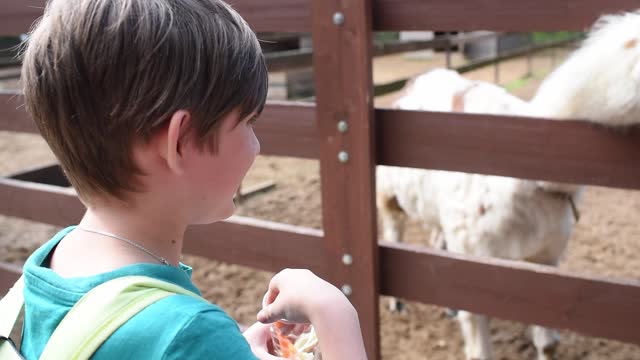 A 10-year-old boy at the zoo feeds a llama. happy child in petting zoo or farm feeding animals.