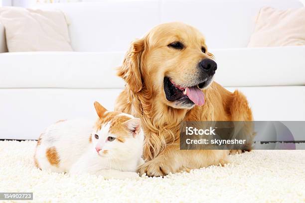 Cat And Dog Resting Together Stock Photo - Download Image Now - Dog, Domestic Cat, Carpet - Decor