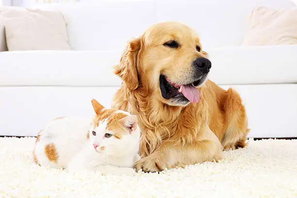 Photo of Cat and dog resting together.