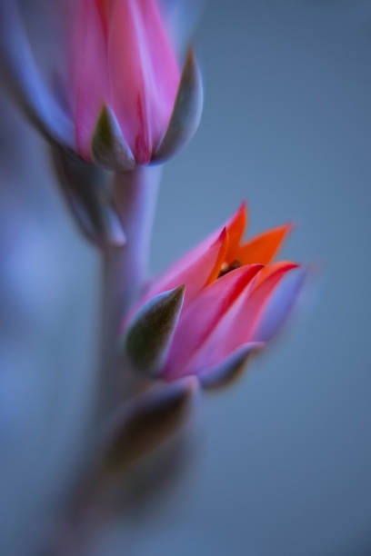 istock Flame inside a Jade Plant flower 1549028527