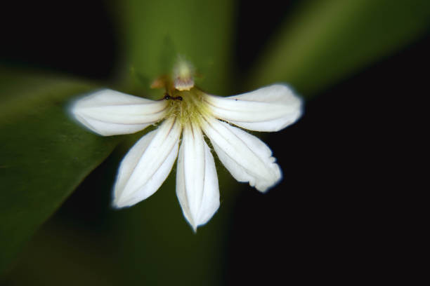 Macro  photo of a gladich (Laser trilobum) flower.
